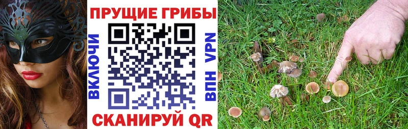 купить закладку  Прохладный  Псилоцибиновые грибы GOLDEN TEACHER 
